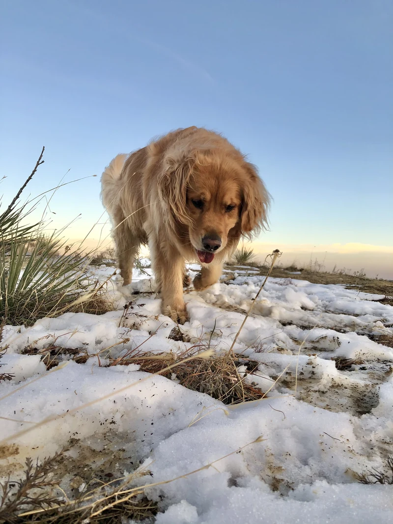 Lucy the Golden Retriever walking through snow