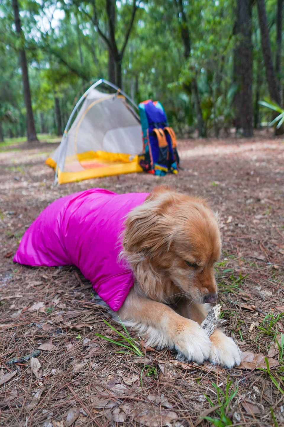 Lucy, an 85 lb golden retriever, lying at camp wearing the pink Ultralight Dog Quilt